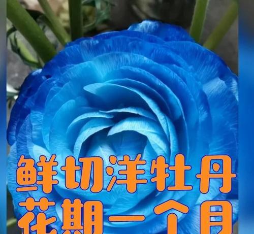 蓝色牡丹花如何搭配叶子？最佳方法是什么？