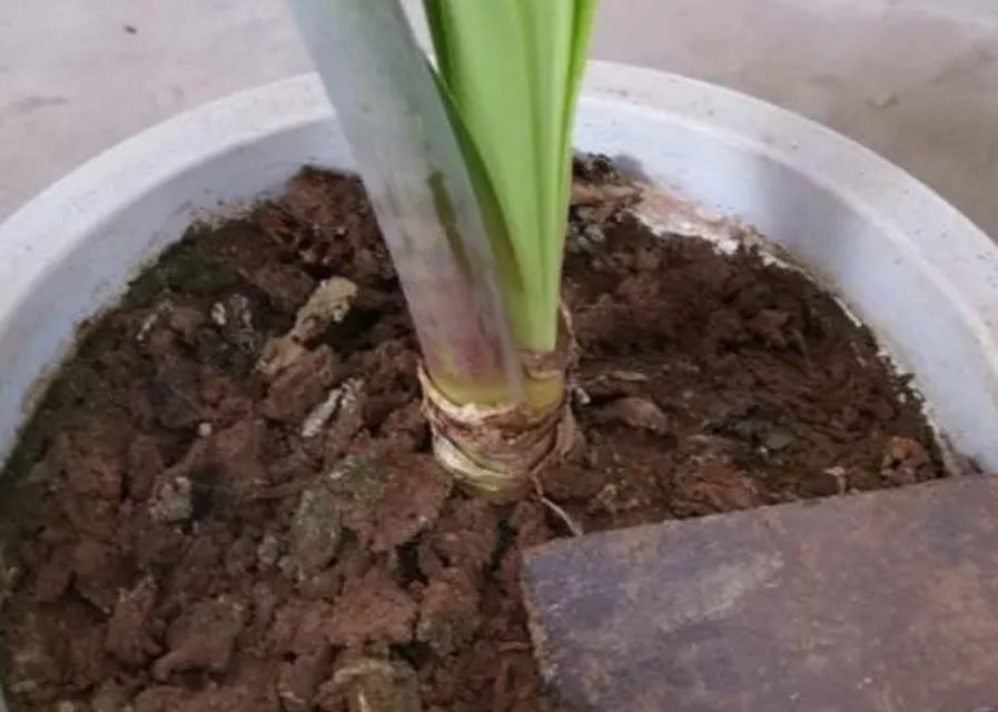 葡萄盆栽土壤板结如何处理？