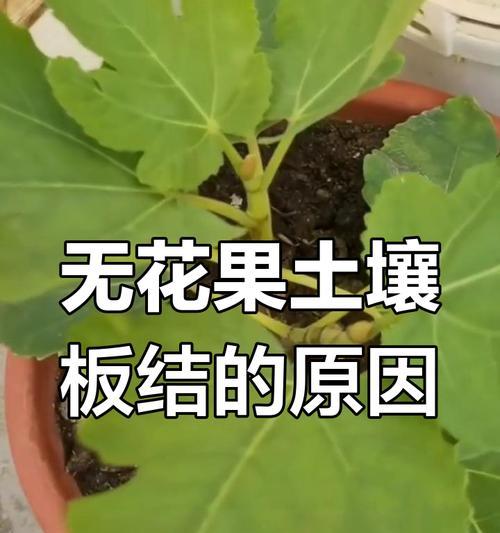 葡萄盆栽土壤板结如何处理？