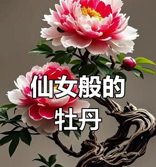牡丹花瓣优美句子有哪些？