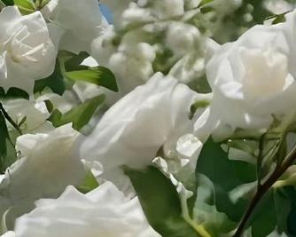 白玫瑰种植的最佳季节是什么时候？