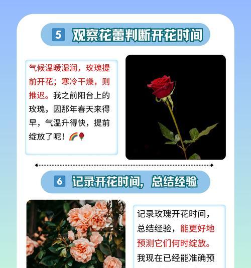 白玫瑰种植的最佳季节是什么时候？
