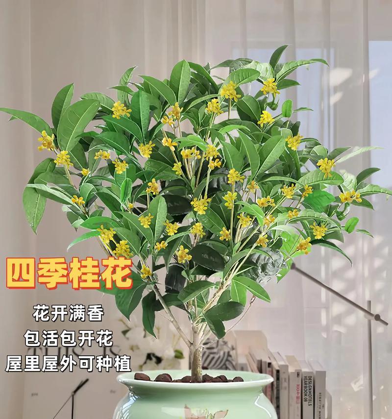 月桂盆栽发芽长叶后如何进行护理？