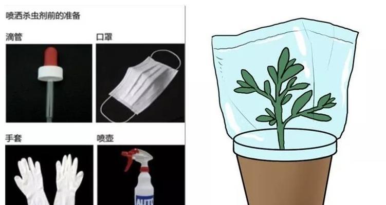 月季套袋技术要点与操作方法是什么？