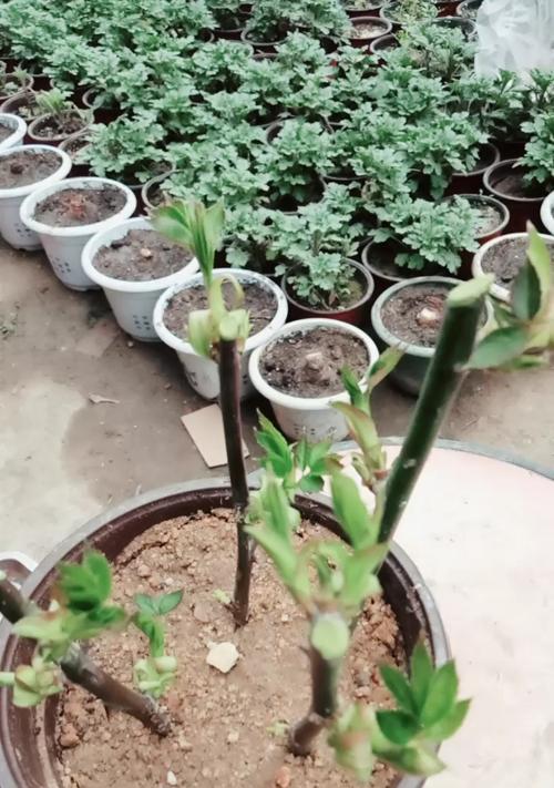 月季套袋技术要点与操作方法是什么？