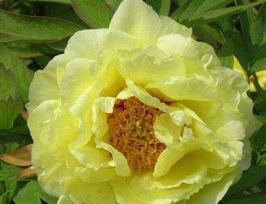 牡丹花只长秧子不长花蕊的原因是什么？