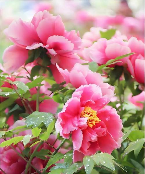 牡丹花只长秧子不长花蕊的原因是什么？