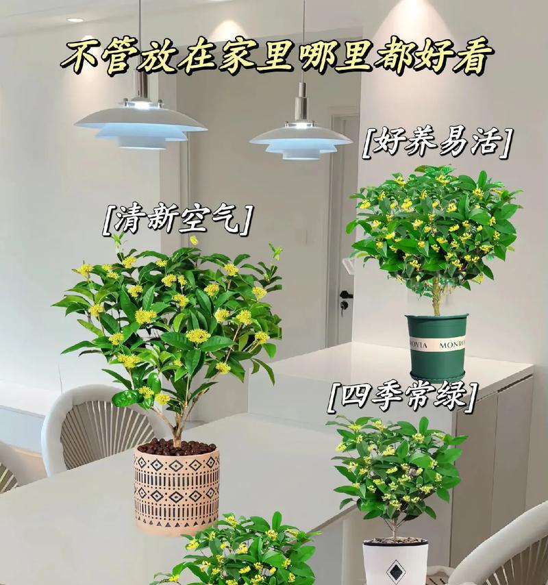 四季桂盆栽如何打造最佳观赏效果？