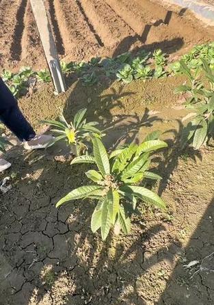 白玉枇杷苗种植和管理技术要点是什么？