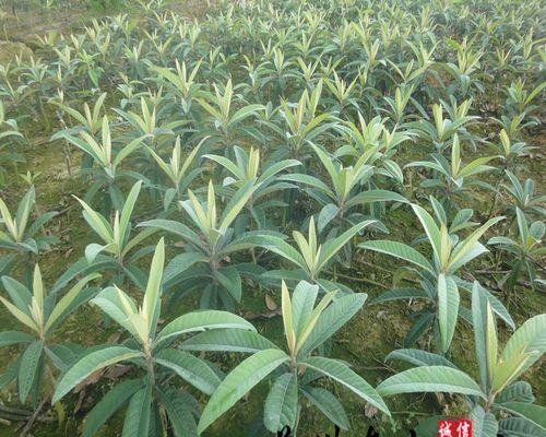 白玉枇杷苗种植和管理技术要点是什么？