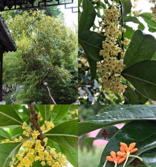 八月桂种植的方法和技术要点有哪些？