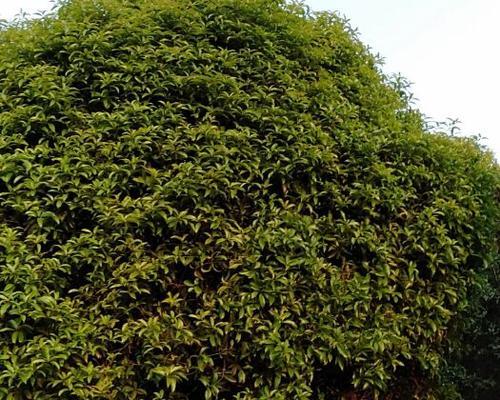 八月桂种植的方法和技术要点有哪些？