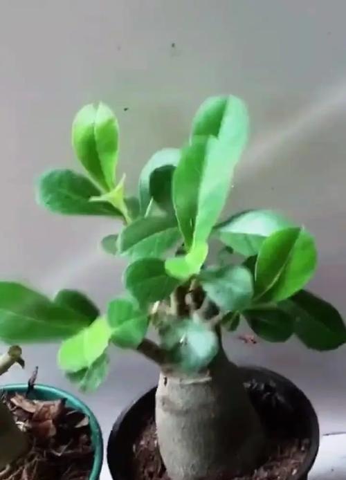 玫瑰花盆栽修枝的正确方法是什么？