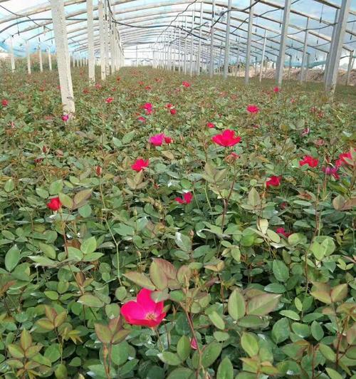 丰花月季种植需要注意哪些事项？
