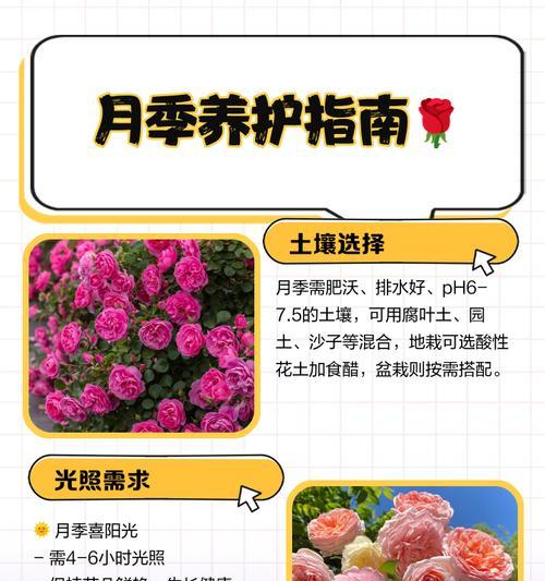 丰花月季种植需要注意哪些事项？