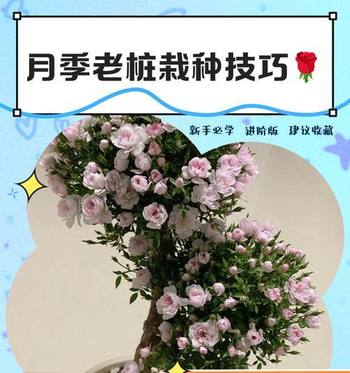 月季种植套袋技术要点有哪些？如何正确进行套袋？
