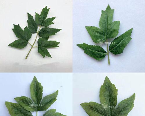 月桂种植技术与管理方案设计应如何进行？