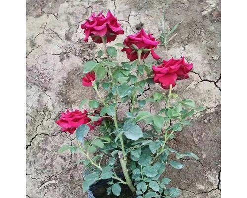 山西大花月季盆栽怎么种？最佳种植时间是什么时候？