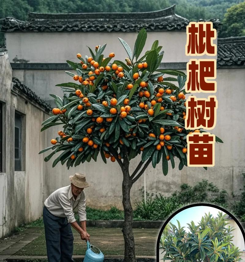 汉源枇杷种植的正确方法和技术是什么？