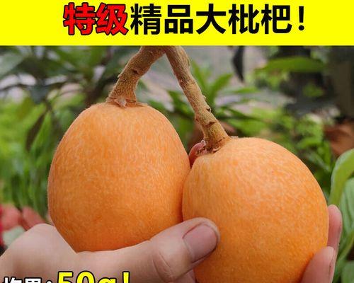 汉源枇杷种植的正确方法和技术是什么？