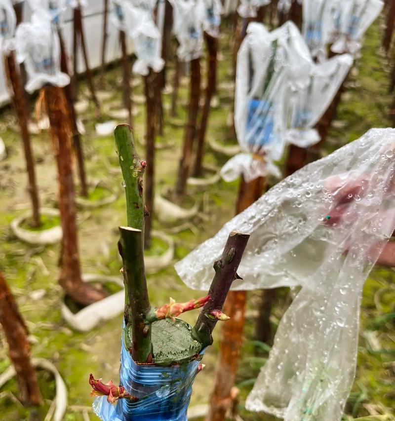 月季种植套袋技术要点是什么？如何提高月季的生长？