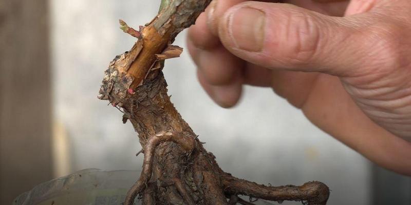 月季种植套袋技术要点是什么？如何提高月季的生长？