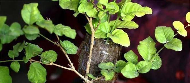 月季种植套袋技术要点是什么？如何提高月季的生长？