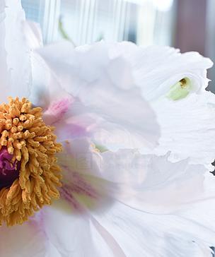 牡丹花里面的花蕊像什么东西一样呢？花蕊形状有何特别之处？