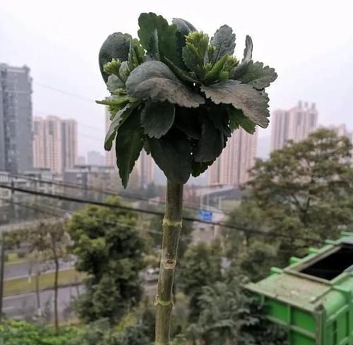 假树仿真落地1米盆栽如何选择？落地1米盆栽的摆放技巧是什么？