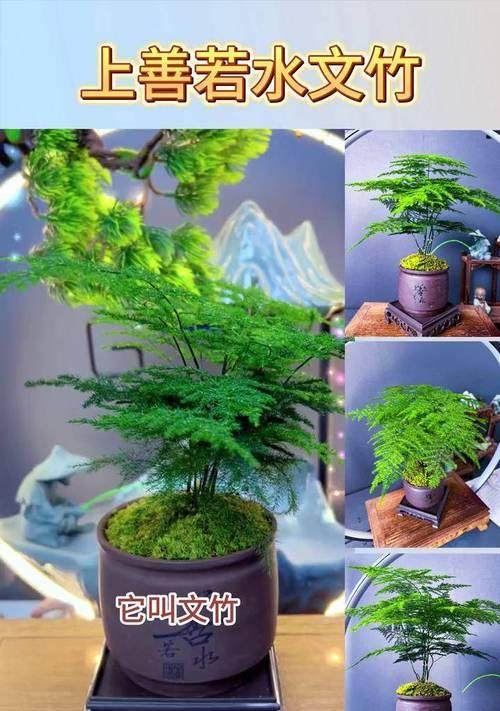 假树仿真落地1米盆栽如何选择？落地1米盆栽的摆放技巧是什么？