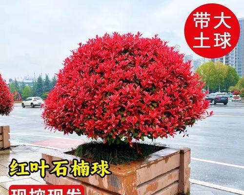 红叶石楠绿篱苗种植技术有哪些？