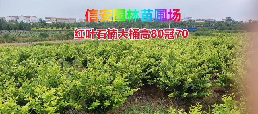 红叶石楠绿篱苗种植技术有哪些？