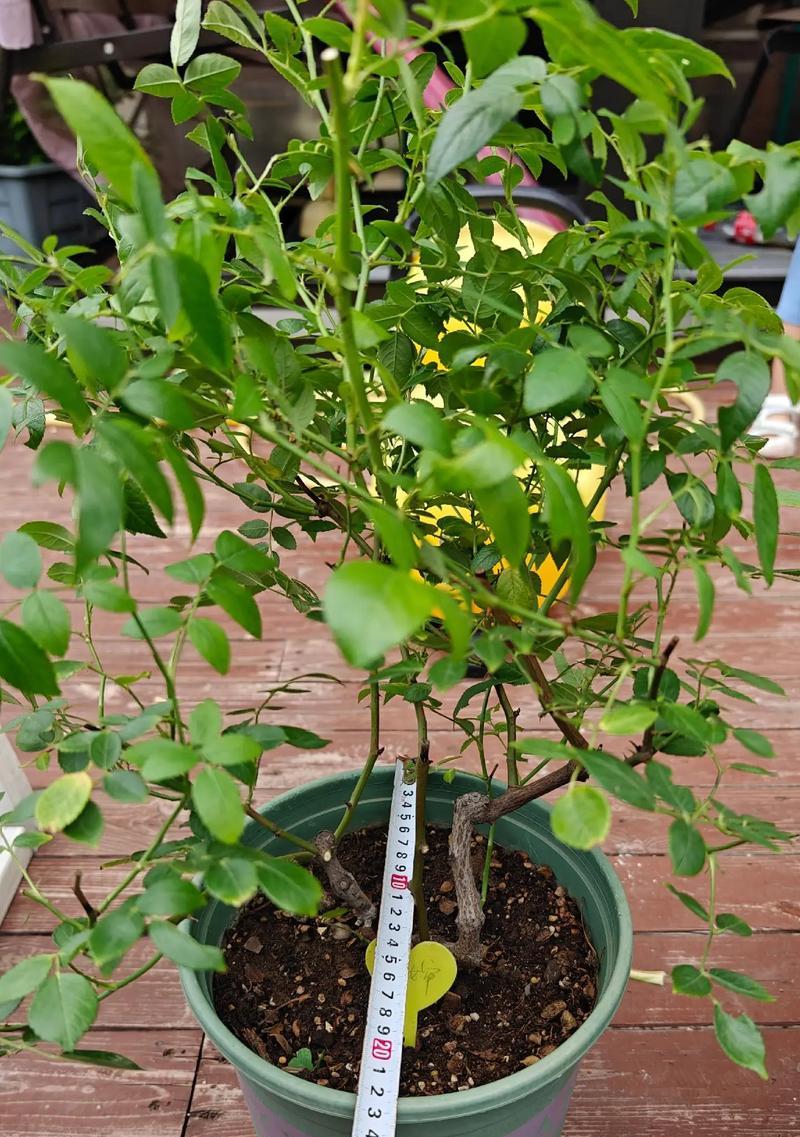 晋中树状盆栽月季最佳种植时间是什么时候？