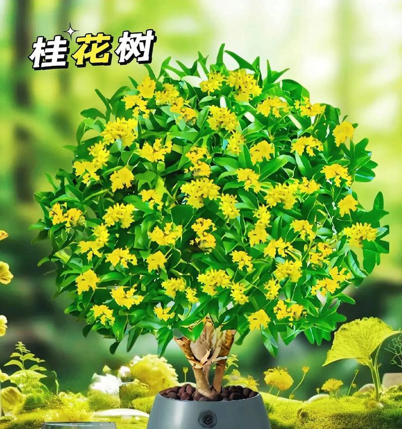 月桂树能在楼房盆栽吗？楼房盆栽月桂树的利弊是什么？