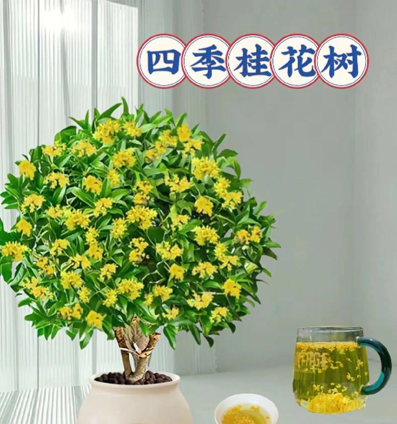 月桂树能在楼房盆栽吗？楼房盆栽月桂树的利弊是什么？