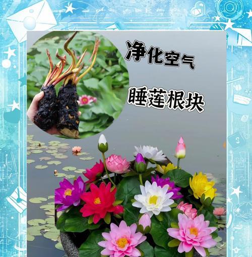 四叶草水培有哪些技巧和注意事项？