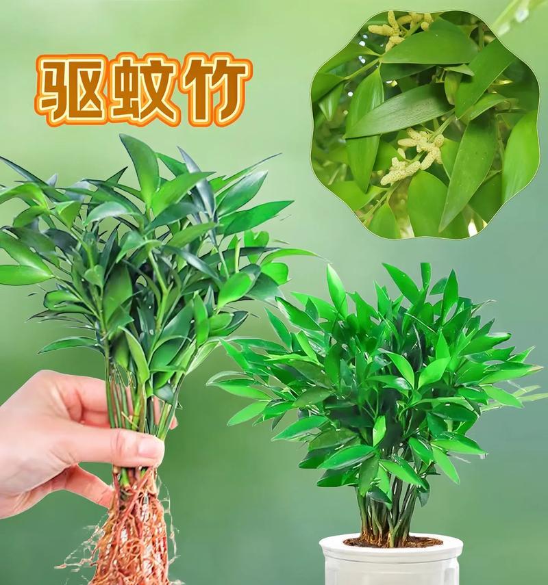 四叶草水培有哪些技巧和注意事项？