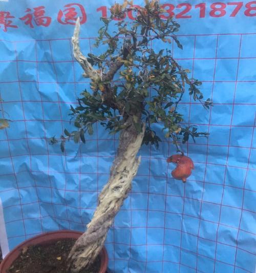 红玛瑙石榴树盆栽的特点是什么？