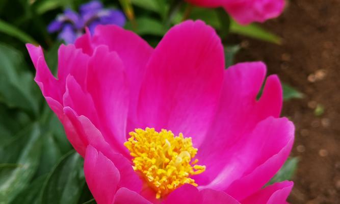 牡丹花小花蕊通常是什么颜色？