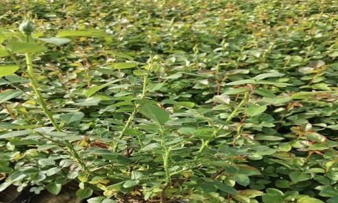 山西盆栽丰花月季种植方法是什么？