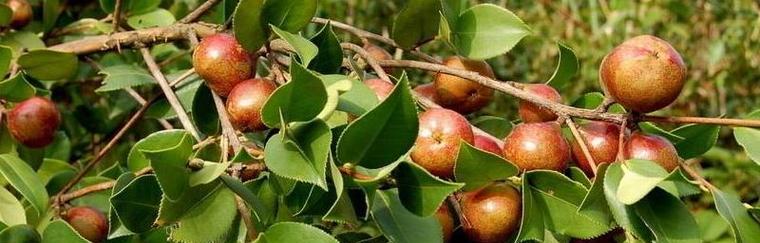 抹香需要什么土壤种植？种植技术有哪些？