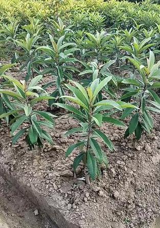 白玉枇杷品种如何种植管理？