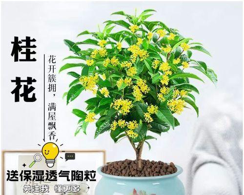月月桂作为阳台盆栽植物的注意事项是什么？