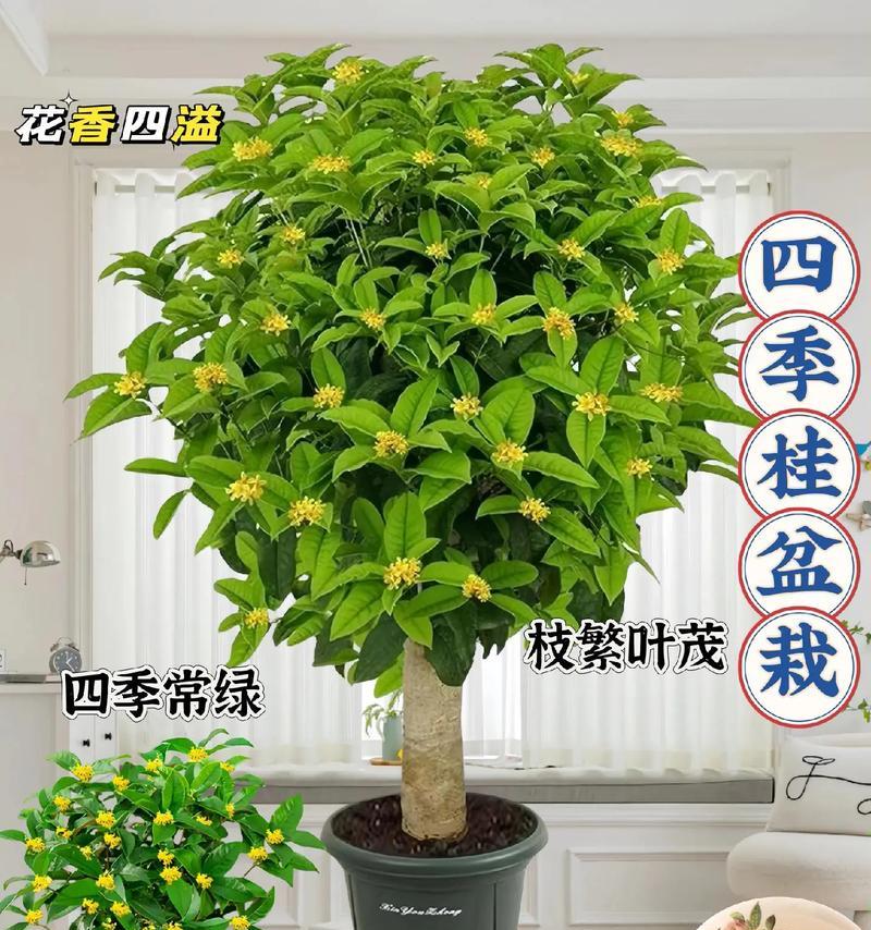 山东盆栽月桂哪里买？山东盆栽月桂的特点是什么？