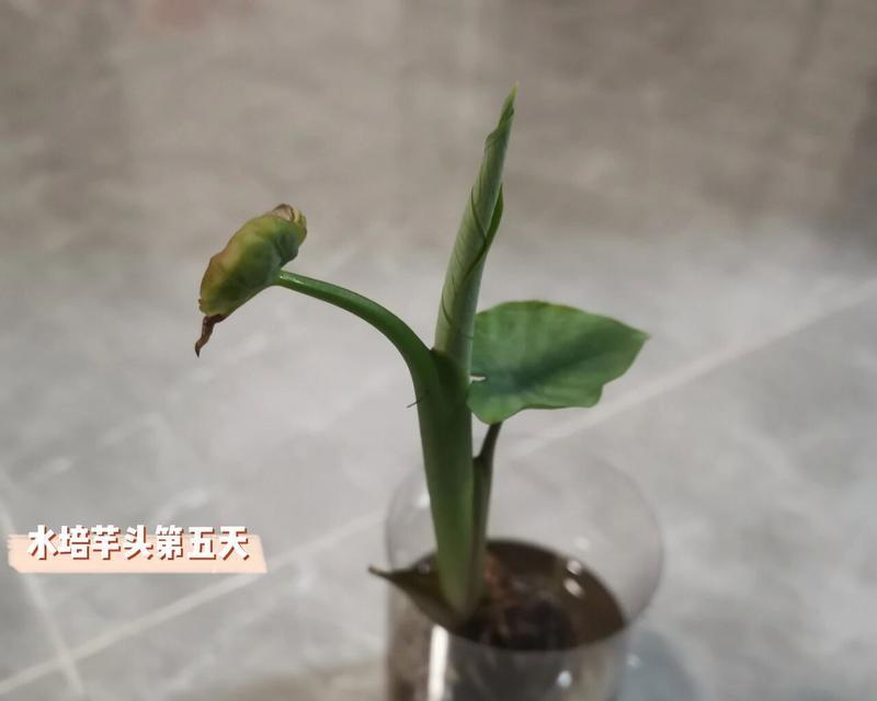 芋头发芽盆栽水培需要多久？水培芋头的养护要点是什么？
