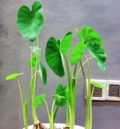 芋头发芽盆栽水培需要多久？水培芋头的养护要点是什么？
