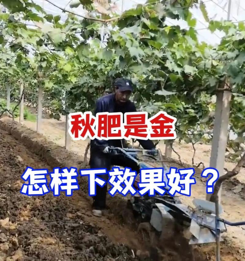 果树营养不足应施什么肥料？