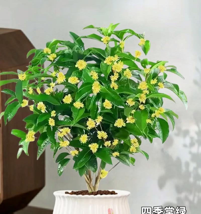 北方如何养护家养大盆栽月月桂？