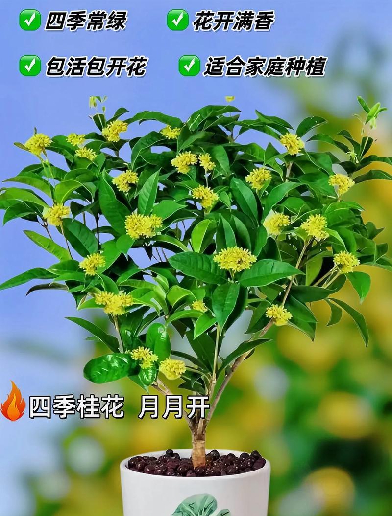 北方如何养护家养大盆栽月月桂？