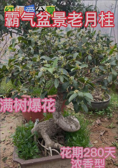 老月桂盆景怎么种植的？种植过程中需要注意什么？